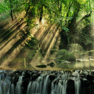 scenic view of rainforest