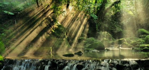 scenic view of rainforest