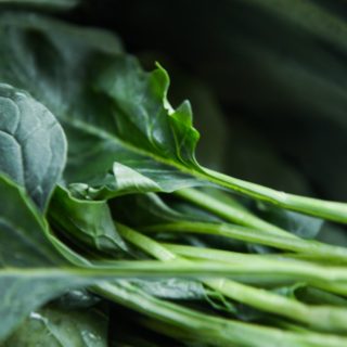 green plant