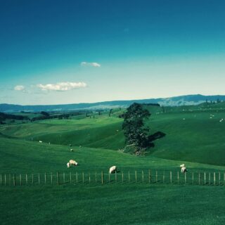 white furred animals on green grass field