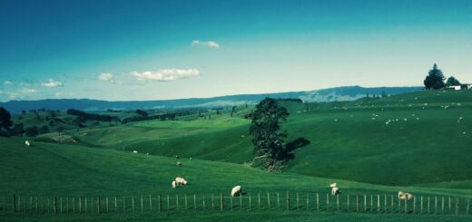 white furred animals on green grass field